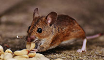24 Hour & Emergency Exterminators in Ua Monticello, AR